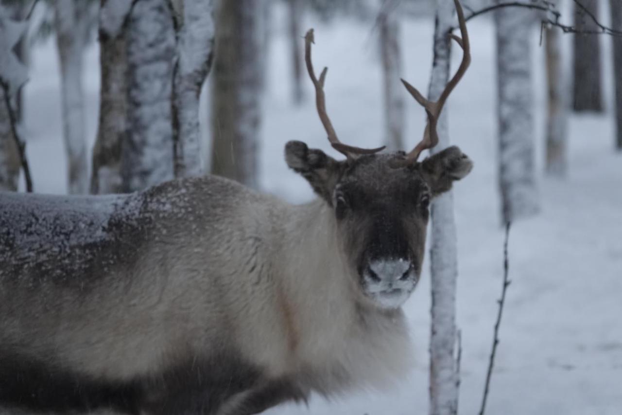 Maalaistalot Village Lomahuoneisto Kierinki